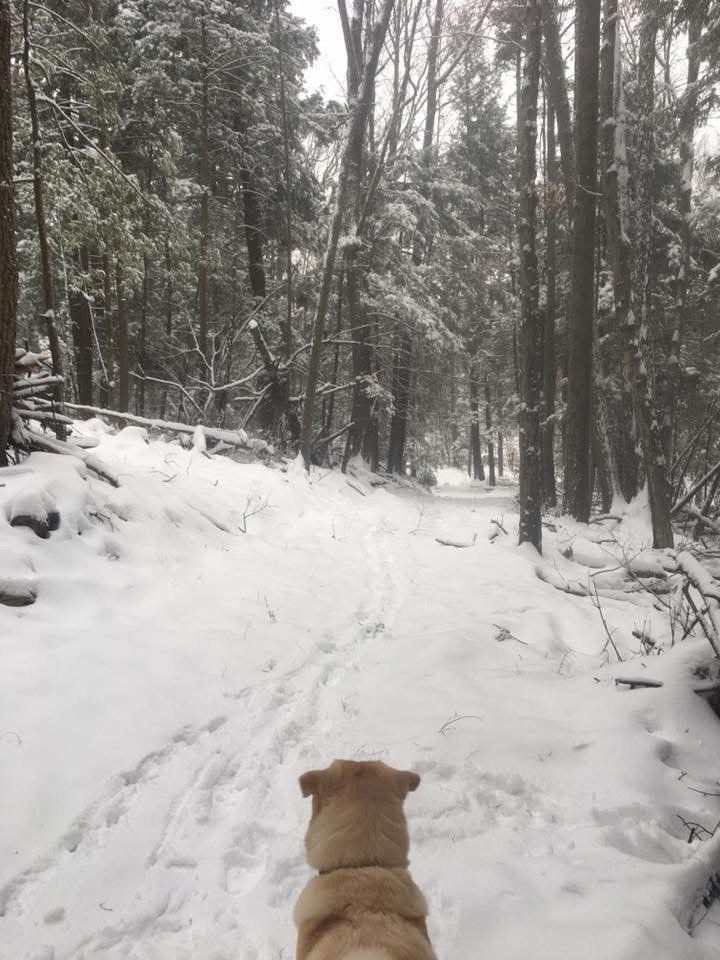 A dog walking ahead on a snowy forest trail