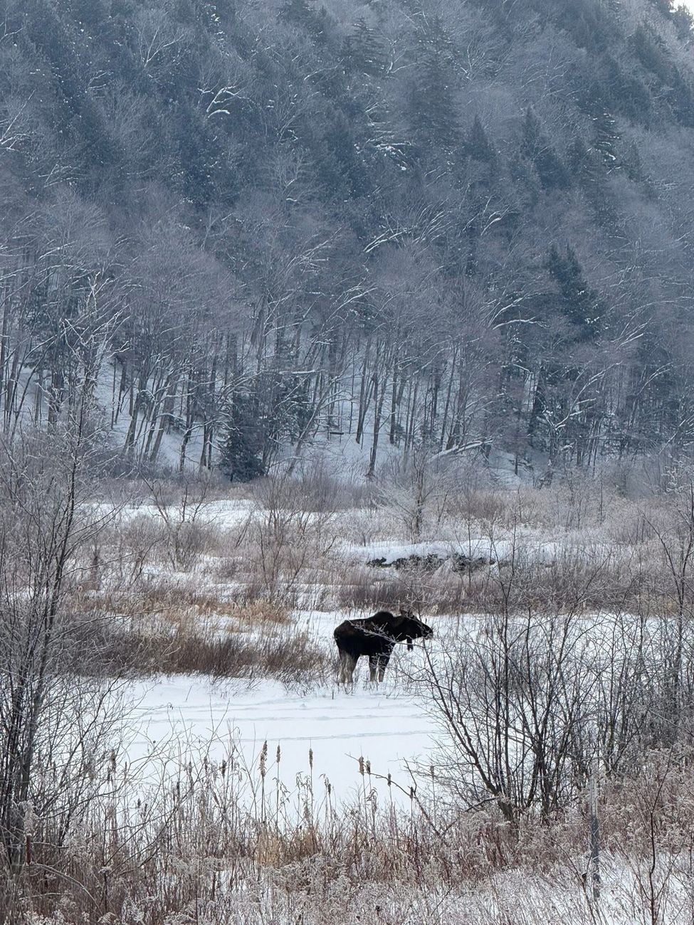 A moose standing in a snowy field at the edge of the woods